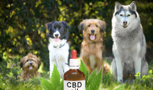 CBD Oil for Cancer in Dogs