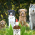 CBD Oil for Cancer in Dogs