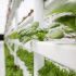 Vertical farms ‘in pole position’ to disrupt the food system: Barclays Capital